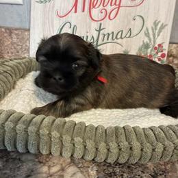 Clarisse - Sable female Shih Tzu puppy in Kettering, Ohio from The Ruff Life Tribe