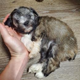 Hermione - Liver female Miniature Schnauzer puppy in Sandy, Utah from Phantom League Schnauzers