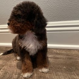 Tessa - Tri-color female Bernedoodle puppy in Los Angeles, California from Bernied00dle Love