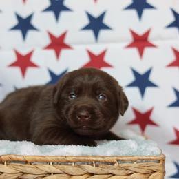 Honey - Chocolate female Labrador Retriever puppy in Williamston, South Carolina from Dutton Dog Co & Dalla Grazia Doberman
