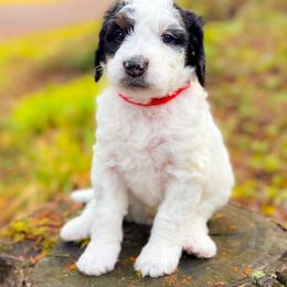 Bernedoodle Puppies from Ponderosa Puppy