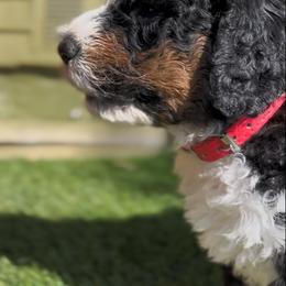 Bernedoodle Puppies from SoCal Bernedoodles