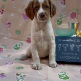 Julep - White and orange female Brittany puppy in Downers Grove, Illinois from Attitude Brittanys
