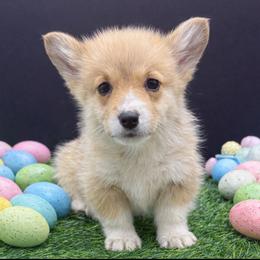 Rosie - Sable and white female American Corgi puppy in Missouri from Country Legends Aussies & Corgis