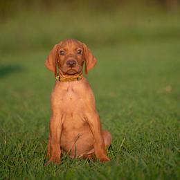 German Shorthaired Pointer and Vizsla Puppies from Nosam Kennels