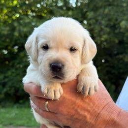 Benedict - Yellow male Labrador Retriever puppy in Isle, Minnesota from Dog Ear Outfitters