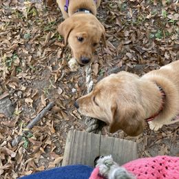 Labrador Retriever Puppies from Spring Water Labs of the Carolinas