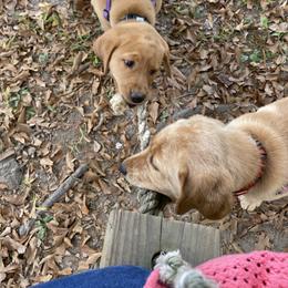 Labrador Retriever Puppies from Spring Water Labs of the Carolinas
