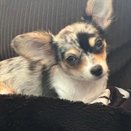 Gemma - Blue merle female Chihuahua puppy in New Bedford, Massachusetts from Roark Pack Chihuahua's & Pomsky's