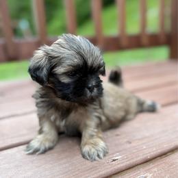 AKC-YODA - Sable male Shih Tzu puppy in Paintsville, Kentucky from Molly B's ShihTzus