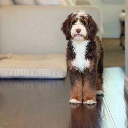 Coco - Bernedoodle