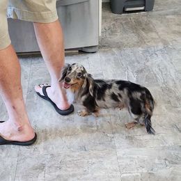 Lacey - Dachshund