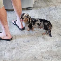 Lacey - Dachshund