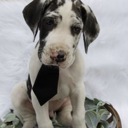 Great Dane Puppies from Cook’s Gentle Giants