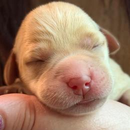 Birch - Yellow male Labrador Retriever puppy in North Chesterfield, Virginia from Lake Crystal Farms Labradors