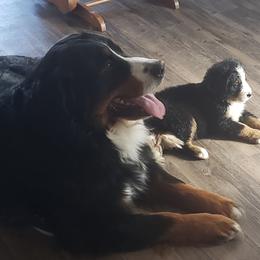 Bernese Mountain Dog Puppies from Lonesome Pine Farm