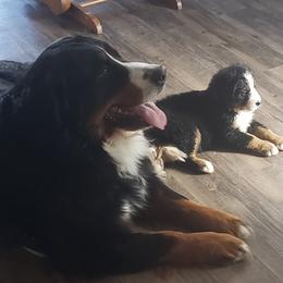 Bernese Mountain Dog Puppies from Lonesome Pine Farm