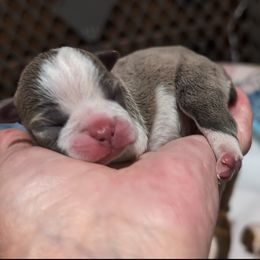 Emma - Seal and white Boston Terrier puppy in Lowell, Arkansas from Bogan's Boston's