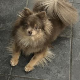 Pomeranian puppies from Pristine Poms