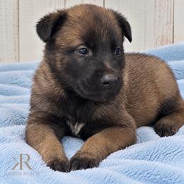 Sable Girl - Fawn sable female Belgian Malinois puppy in Columbia, South Carolina from Kaizen Ruach Malinois