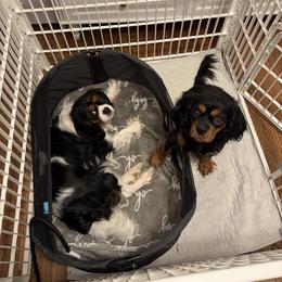 Cavalier King Charles Spaniel Puppies from Reynolds Farms Cavaliers