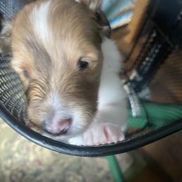 Betty (Female 2) - Sable and white female Shetland Sheepdog puppy in Chambersburg, Pennsylvania from Clark Kennel Shelties