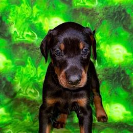 Yellow - Black and rust male Doberman Pinscher puppy in Louisville, Kentucky from Ruiz Dobermans