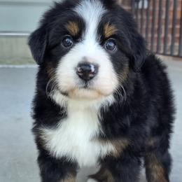 Rain - female Australian Mountain Doodle puppy in Hooper, Utah from Saltwater Doodles