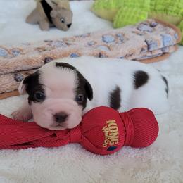 Teddy - Seal and white male Boston Terrier puppy in Katy, Texas from Mei's Boston Terriers