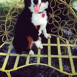 Miniature Australian Shepherd and Toy Australian Shepherd All Grown Up from 2Lazy2P Mini Aussies