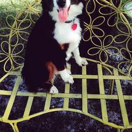 Miniature Australian Shepherd and Toy Australian Shepherd All Grown Up from 2Lazy2P Mini Aussies