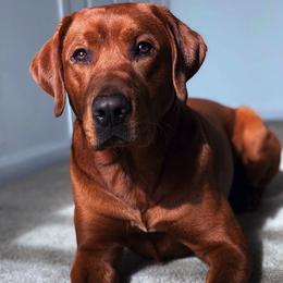 Labrador Retrievers from Rustic Creek Labradors