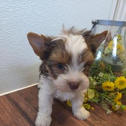 Green collar - Parti male Yorkshire Terrier puppy in Mcconnellsburg, Pennsylvania from Buffy's Little Blessings