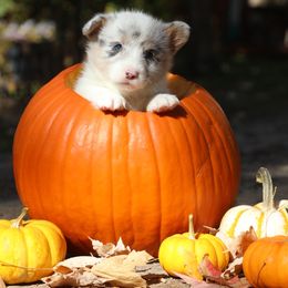Comet - Blue merle and white male American Corgi puppy in Plains, Montana from Diamond Corgis