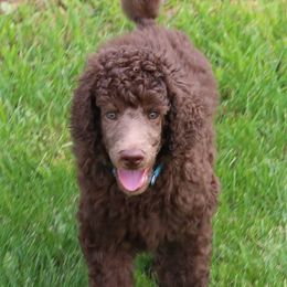 Poodle Puppies from RK'S Pets