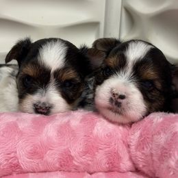 Boy 1 - Black tan and white male Biewer Terrier puppy in Woodside, New York from Allure Biewer Terriers