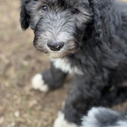 Joey- denim collar - Black and white Sheepadoodle puppy in Eleva, Wisconsin from Molly’s Doodles