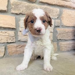 Waylon - Blenheim male Cavapoo puppy in Fort Lupton, Colorado from Puppy Paws Colorado
