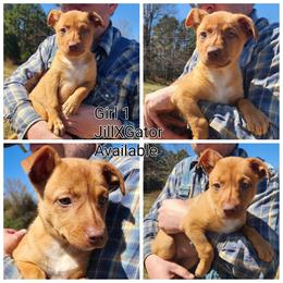 Girl 1 - Red female Australian Kelpie puppy in Bradford, Arkansas from Cedar Rock Heelers and Kelpies