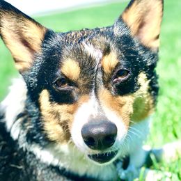 Juanita - Pembroke Welsh Corgi