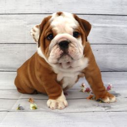 Bulldog Puppies from Lake Valley Bulldogs