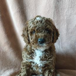 Ravioli - Apricot male Poodle puppy in Queen Creek, Arizona from Desert Born Kennel