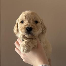 Blue Boy - Cream male Goldendoodle puppy in Hamptonville, North Carolina from Goldendoodles of Vanhoy Farms