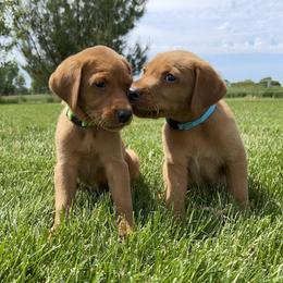 Labrador Retriever Puppies from Gochee Labs