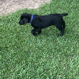 Labrador Retriever Puppies from Obedience 2 Death