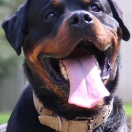 Lil Rudi - Rottweiler