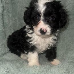Bruce - Black and white male Aussiedoodle puppy in Copan, Oklahoma from J&K Kennels