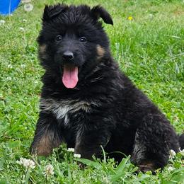 Gidget - Black and tan female German Shepherd puppy in Louisburg, North Carolina from Raven Oak's Shepherds & Dachshunds