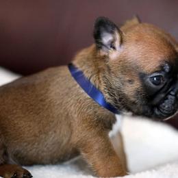 Blue Collar - Fawn and white male French Bulldog puppy in Wichita, Kansas from Phantasticus French Bulldogs