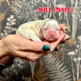 Boy 1 - Red and white male Cocker Spaniel puppy in Salt Lake City, Utah from Sego Lily Cockers